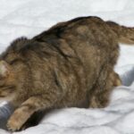 gattoselvatico