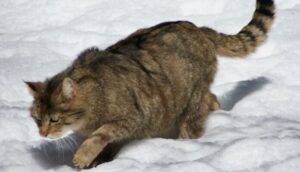 gattoselvatico